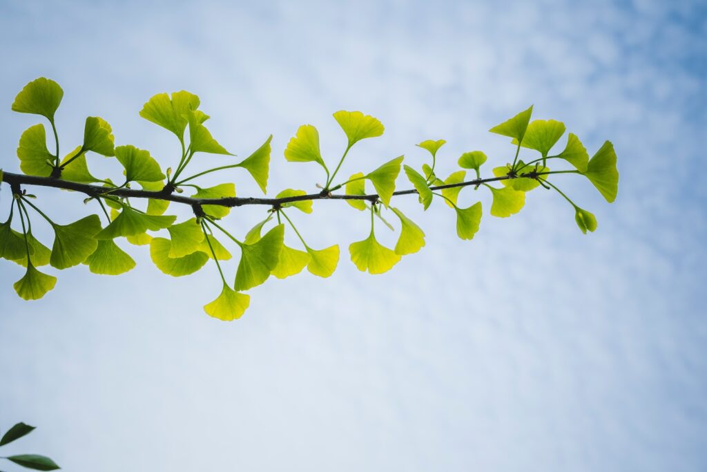 a branch with green leaves
