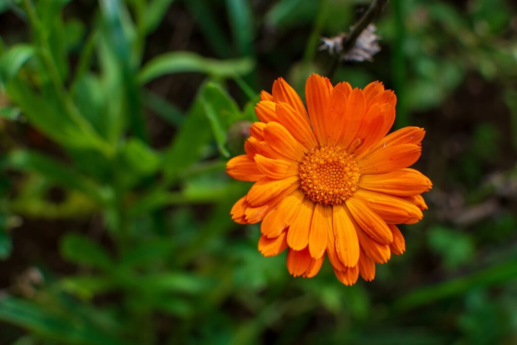 a bright orange flower with green leaves in the background