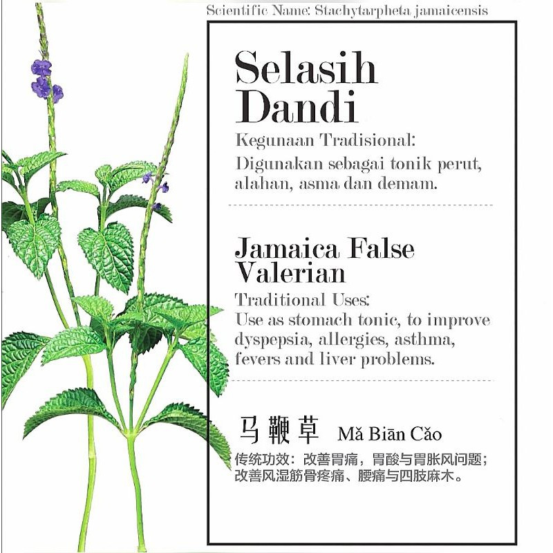 Jamaica False Valerian 马鞭草 13 teabags - Image 2