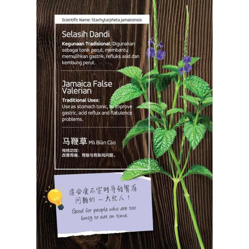 Jamaica False Valerian 马鞭草 13 teabags - Image 3