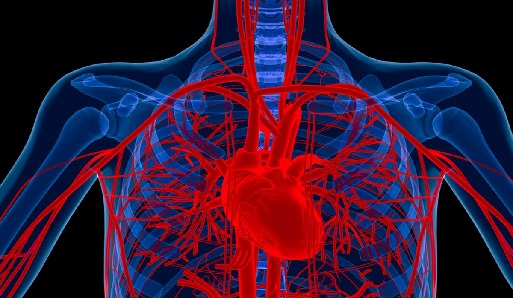 How to regenerate blood vessels and regain health and vitality – 让血管再生，重拾健康与活力